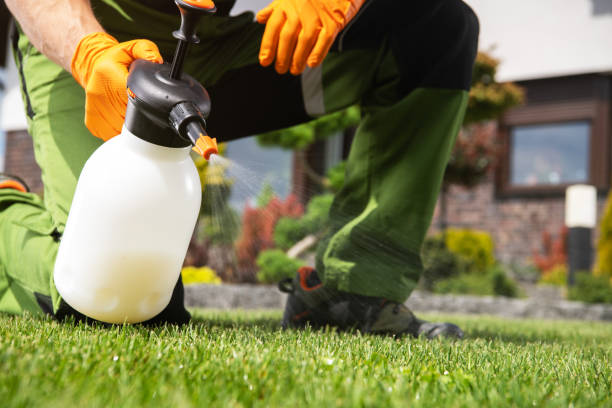Best Flea Control Services  in Camp Barrett, VA