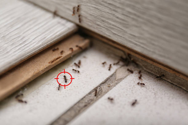 Best Pest Control Near Me  in Camp Barrett, VA