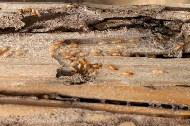 Best Exterminator Services  in Camp Barrett, VA