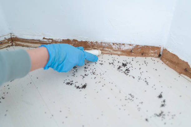 Best Cockroach Control Services  in Camp Barrett, VA